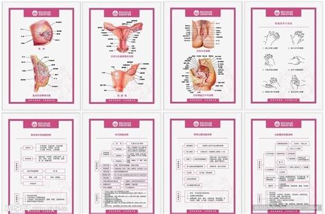 妇科器官解剖图 抢救流程设计图__展板模板_广告设计_设计图库_昵图网nipic.com