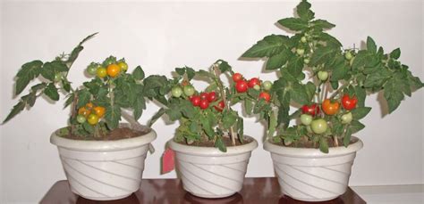 小西红柿的种植方法和管理技术-农百科