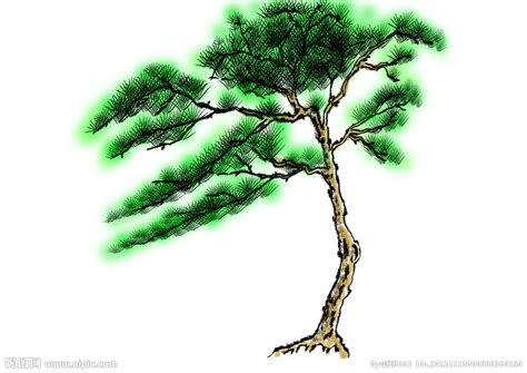 松树的养殖方法与注意事项 - 花百科
