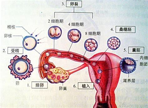 怎么知道排不排卵什么时候排（女性排卵期究竟是哪一天？经期前身体发出这4个信号，说明在排卵） | 说明书网