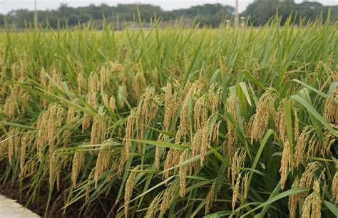 高产水稻前十名的品种 - 惠农网