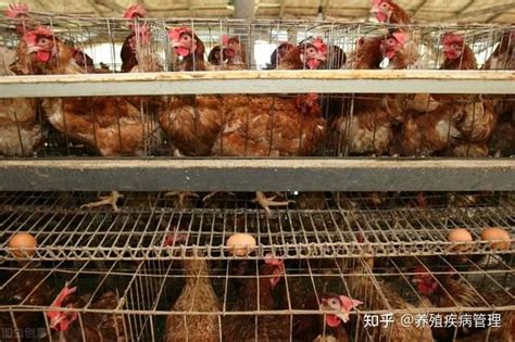双荣食品投建蛋鸡养殖场迎来第一批雏鸡_河北双荣食品有限公司