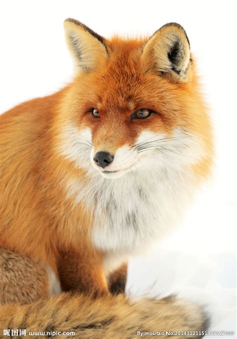 草原中的野生小狐狸图片-草原中的野生狐狸素材-高清图片-摄影照片-寻图免费打包下载