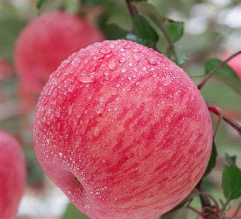 精品条纹红富士苹果产地 果农自产自销 脆甜多汁 玉发种植基地
