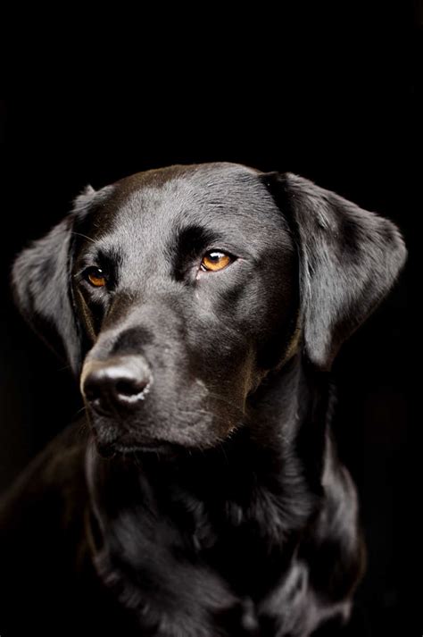 黑色拉布拉多犬的肖像拉不拉多拉布拉多犬高清摄影大图-千库网