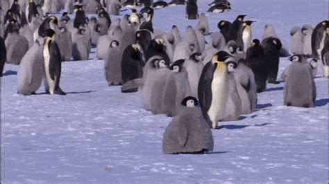 豆瓣评分9.7 BBC少儿科普纪录片《企鹅群里有特务 Penguins: Spy in the Huddle》全3集 中文版+英文版 mkv ...