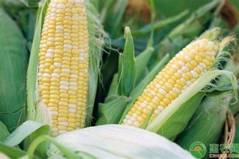 适合东北春玉米区种植的玉米品种 - 惠农网