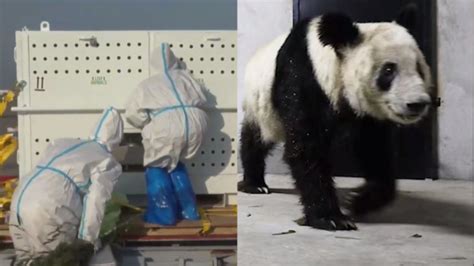 旅美大熊猫回国第二天 中美两国“奶爸”同框喂“宝宝”[组图]_图片中国_中国网