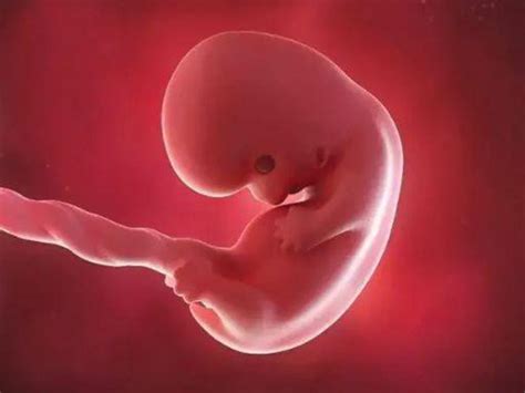 孕囊是正常的两倍大时怀双胞胎的概率高吗？_家庭医生在线