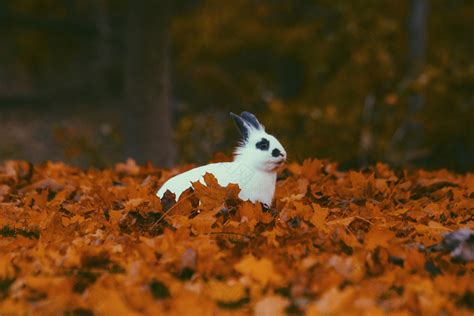 棕色和黑色的兔子被棕色的干树叶包围摄影图素材图片下载-万素网