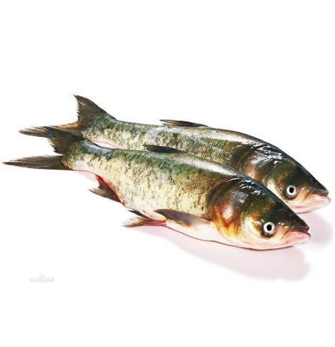 鲅鱼种类图片大全-农百科