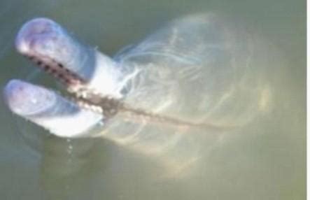 淡水豚：征服江河的“鲸”