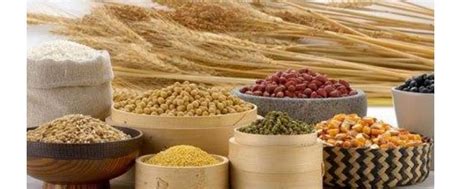 稻、黍、稷、麦、菽 、麻：中国5000年的五谷文明和冠以“胡番洋”的外来作物 | 说明书网