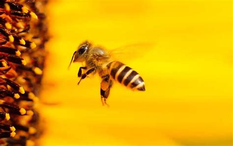 蜜蜂的信息素主要有哪些，详细介绍 - 农敢网
