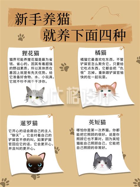 动物科普新手养猫推荐小红书封面-比格设计