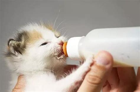 市面上的牛奶能给猫喝吗？ - 知乎