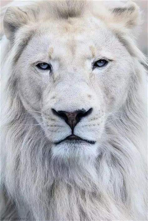 敢爱敢恨的狮子座是真的刚。愿温柔的狮子都被温柔对待。