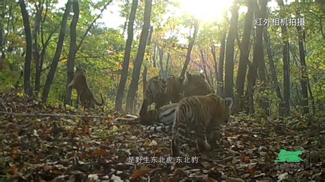 中国国家公园｜东北虎豹国家公园_凤凰网视频_凤凰网