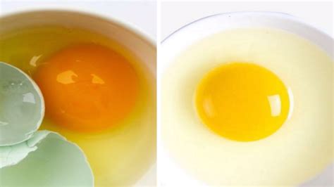 鉴别真假鸡蛋最快方法-百度经验