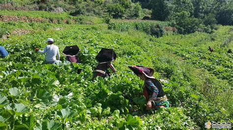 智慧农业系组织完成大学生创新创业项目苗期定植-黑龙江农业经济职业学院