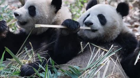 两只在吃竹子的国宝熊猫高清图片下载-正版图片501619542-摄图网