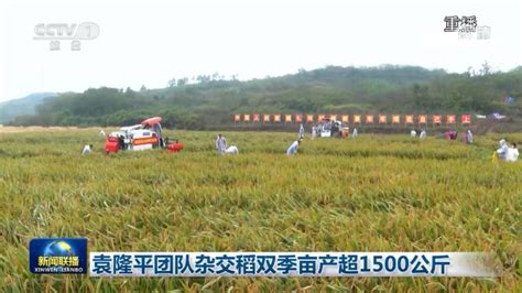 云南个旧：超级杂交水稻亩产超1000公斤-人民图片网
