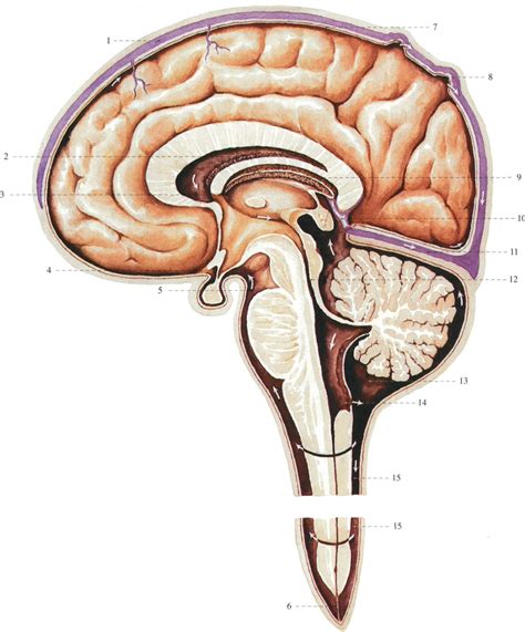 376.脑脊液循环 (模式图)-基础医学-医学
