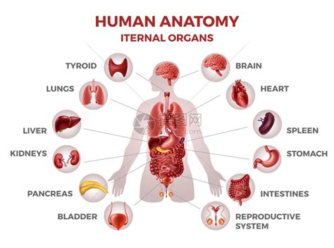 人体器官分五脏六腑器官分布图，心肝脾肺肾的位置及功能 — 神奇养生网