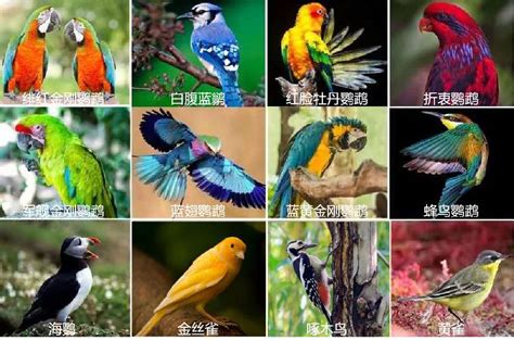 2019重庆首届珍稀动物百鸟展时间、地点、看点- 重庆本地宝