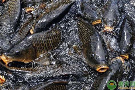 中国最贵的淡水鱼十大排名 - 鱼类百科 - 酷钓鱼