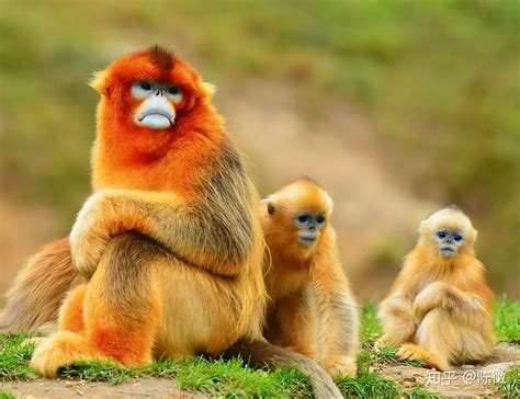 秦岭山中的野生金丝猴|文章|中国国家地理网