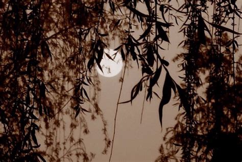 月上柳梢头，人约黄昏后，诗词中最美的15个「黄昏」名句|月上柳梢头|乱红|梨花_新浪新闻