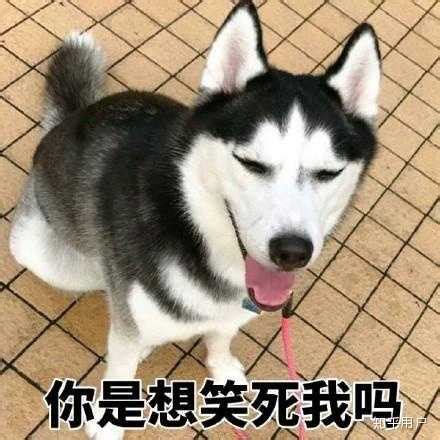 中国人喜欢给狗狗起的5类名字，英文名不算啥，这样起名才洋气！|狗狗|名字|英文名_新浪新闻