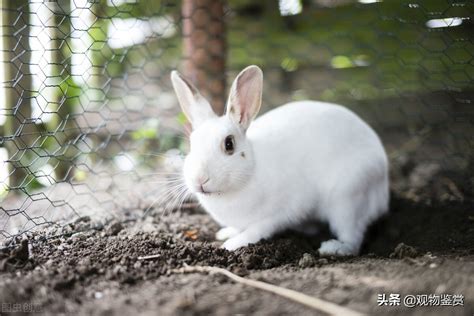 宠物兔子名字大全,纯朴清新的兔子宠物名字大全 - 逸生活