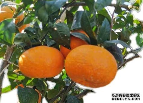 丑橘是转基因水果吗,丑橘和粑粑柑沃柑有什么区别 - 闪电鸟
