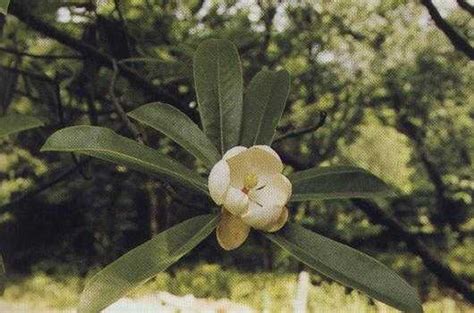 木莲Manglietia fordiana-花卉图片网