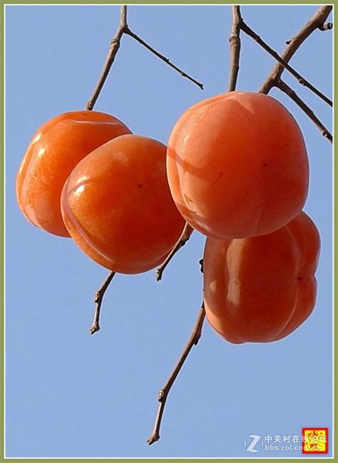 柿子什么季节成熟-柿子几月份可以吃 - 见闻坊