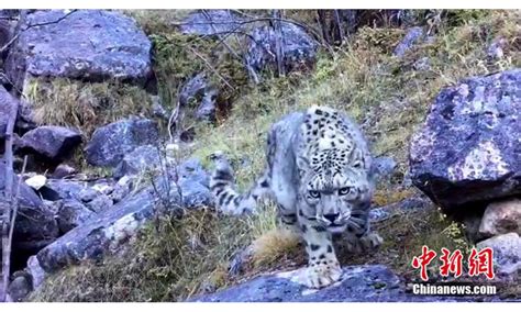 法国科西嘉岛发现猫科动物新物种——狐猫 - 神秘的地球 科学|自然|地理|探索
