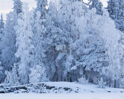 寒冻雪覆盖的树丛高清图片下载-正版图片505207499-摄图网