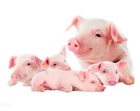 大腹便便的猪 猪 家猪 动物 哺乳动物 牲畜 厚 脏 和平图片下载 - 觅知网
