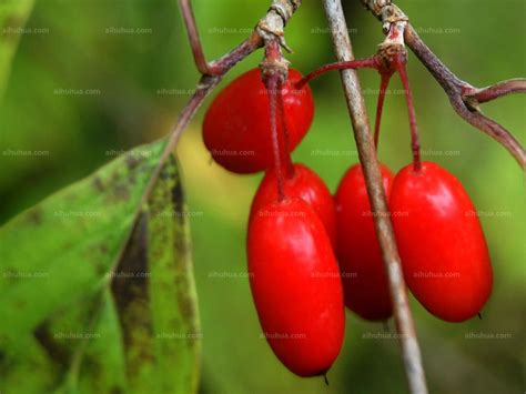 观赏及药用为一体的乡土树种——山茱萸（图）- 园林资讯 - 园林网