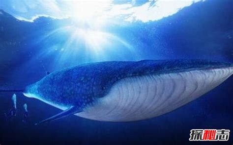 世界上最大的动物，蓝鲸