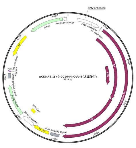 pcDNA3.1(+)质粒_菌株_质粒_载体_细胞-青岛科瑞思博生物科技有限公司