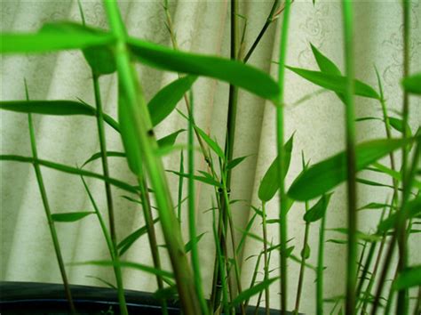 竹子怎么种，竹子图片 - 花百科