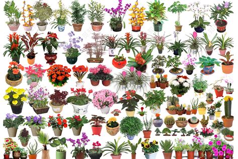 植物盆栽花卉图片素材免费下载 - 觅知网