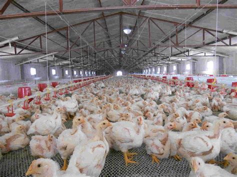 工厂养鸡，泰国鸡笼工业农场养鸡，畜牧业和农业综合企业，食品生产和产业理念素材-高清图片-摄影照片-寻图免费打包下载