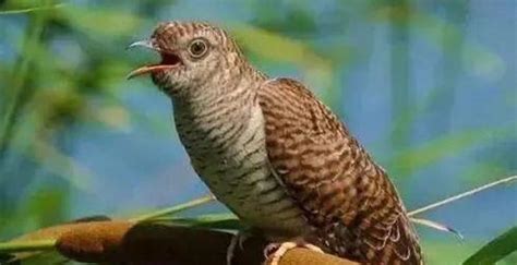 自然环境里的鸟鸣声音音效素材-千库网