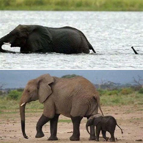 想哭：没有象牙的大象才终于安全了！
