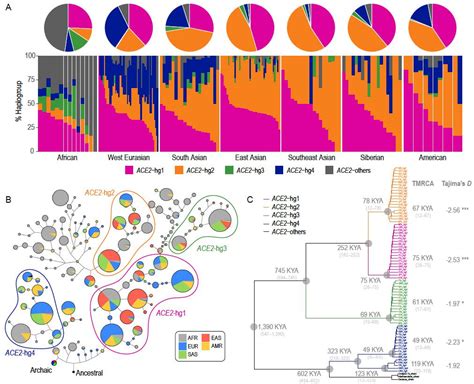 徐书华团队合作揭示新冠遗传易感性根源于人群演化历史中的谱系特异性自然选择 - 生物通