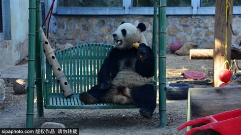 大熊猫打秋千、坐门墩、挠痒痒萌态十足